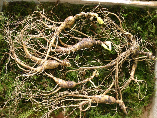 Sâm núi Hàn Quốc